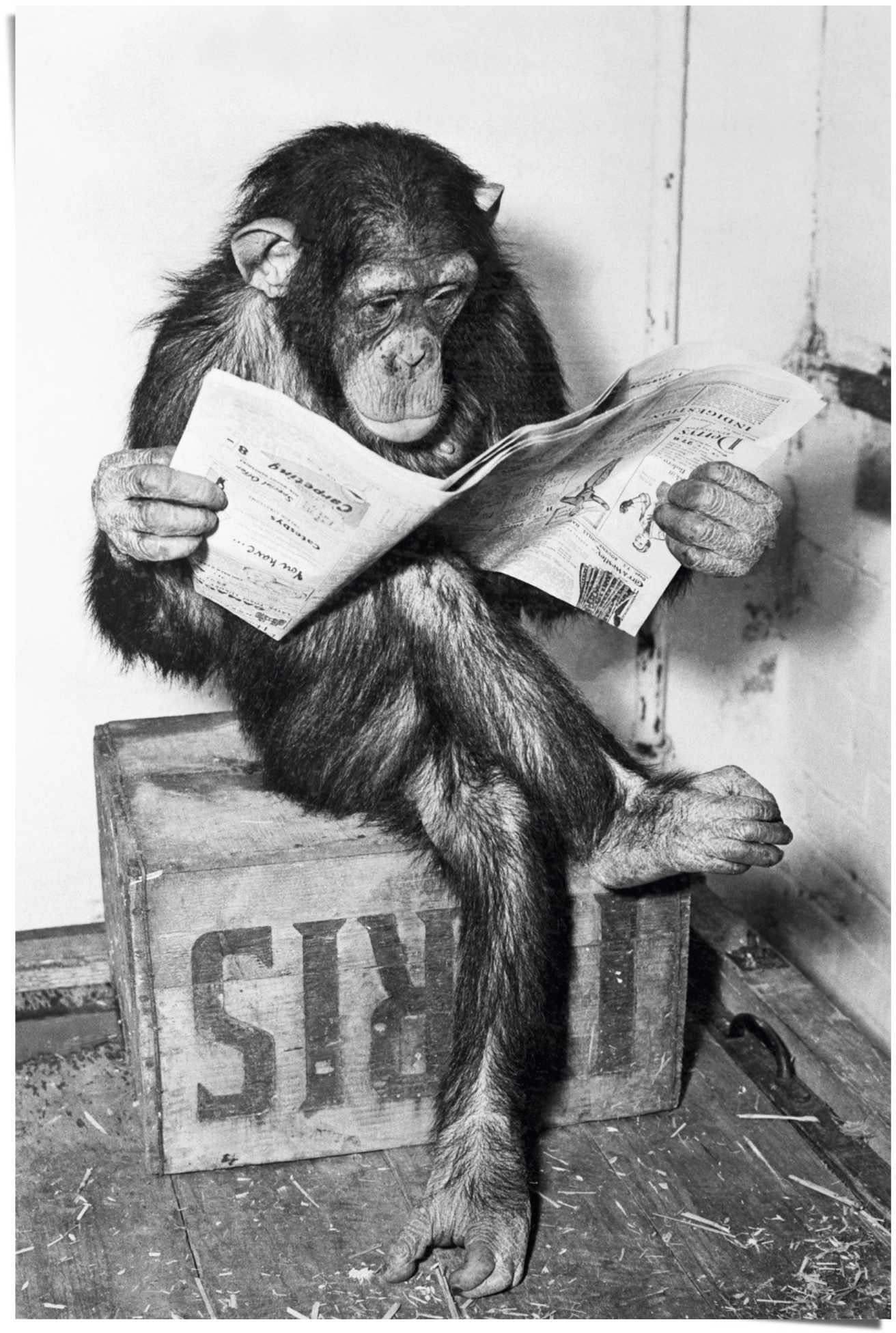 Reinders! Poster Chimp krant aap chimpansee