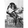 reinders! poster chimp zeitung affe schimpanse (1 stuk) zwart