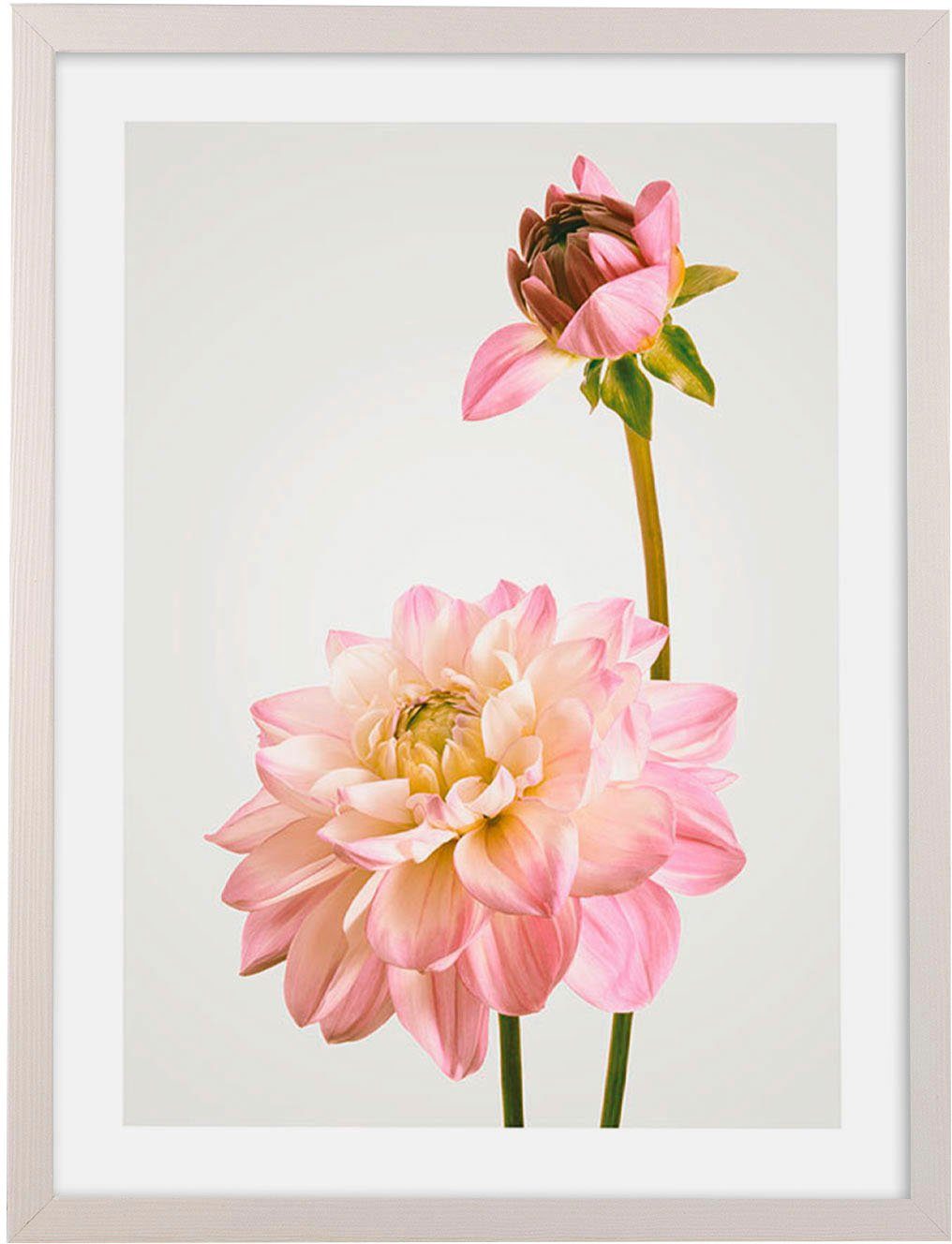 Komar Artprint met lijst Floral Delights