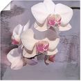 artland artprint orchideen voor violet ii in vele afmetingen  productsoorten - artprint van aluminium - artprint voor buiten, artprint op linnen, poster, muursticker - wandfolie ook geschikt voor de badkamer (1 stuk) wit