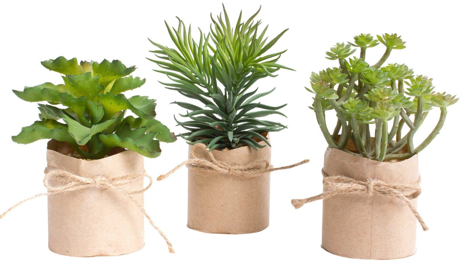 Botanic-Haus Kunstcactus Assortiment succulenten (set, 3 stuks)