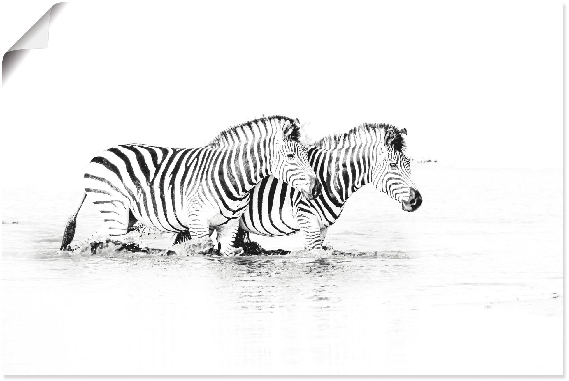 Artland Artprint Zebras parallel im Wasser in vele afmetingen & productsoorten - artprint van aluminium / artprint voor buiten, artprint op linnen, poster, muursticker / wandfolie