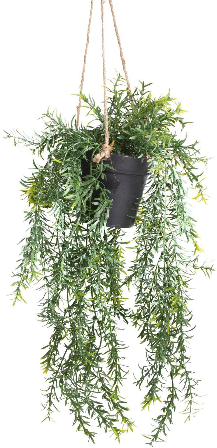 Botanic-Haus Kunst-potplanten Asparagus-plantenhanger (1 stuk)