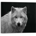 reinders! artprint witte wolf zwart