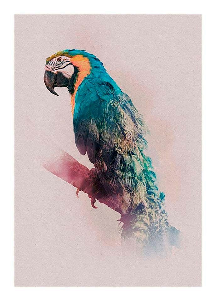 Komar Wanddecoratie Animals Paradise Parrot Wanddecoratie - zonder lijst (1 stuk)