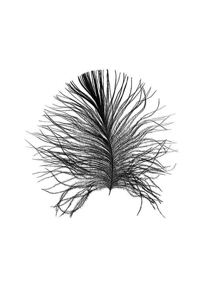 Komar Wanddecoratie Feather white Wanddecoratie - zonder lijst (1 stuk)