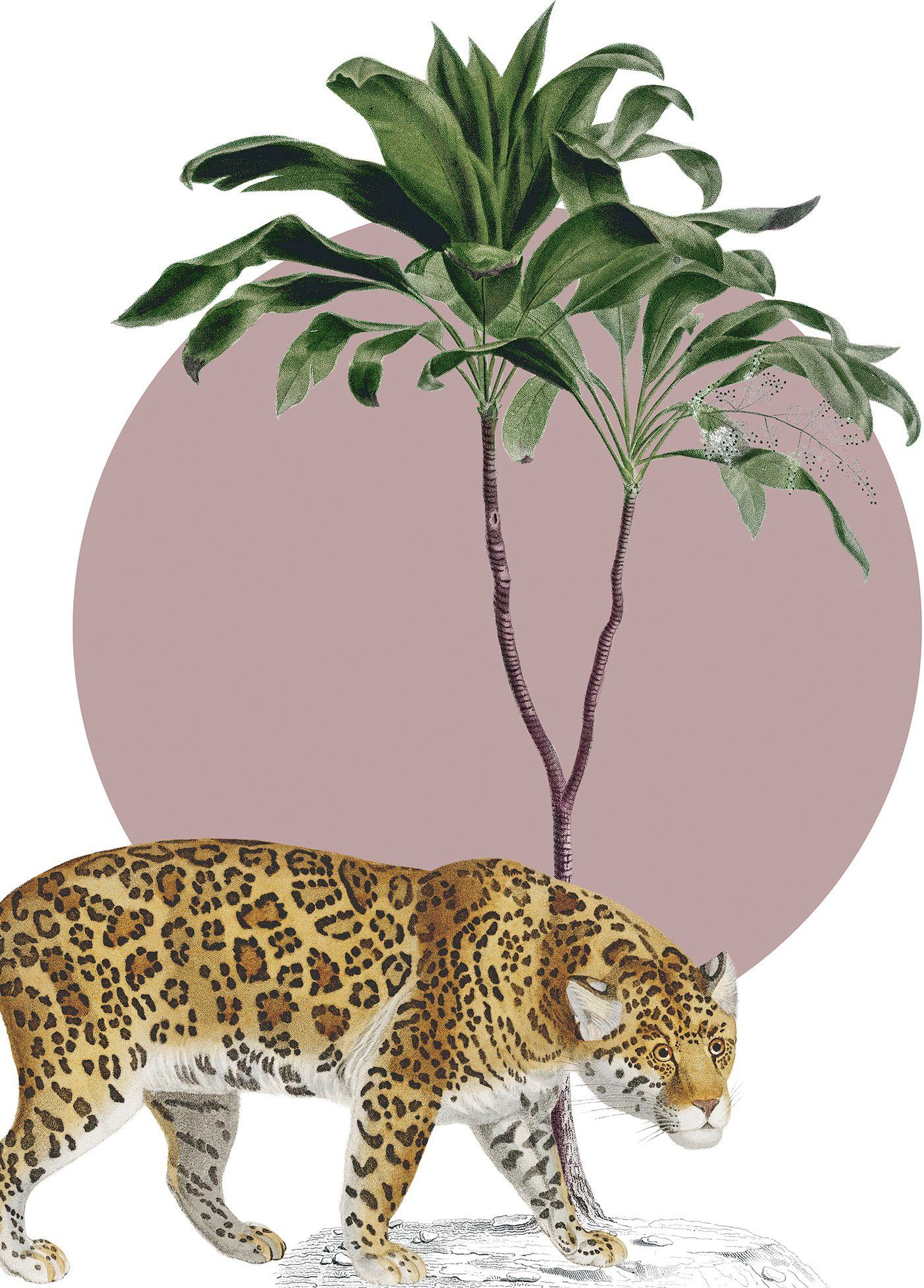 Komar Wanddecoratie Botanical Garden Jaguar Wanddecoratie - zonder lijst (1 stuk) schilderijen maat 30 cm x 40 cm roze