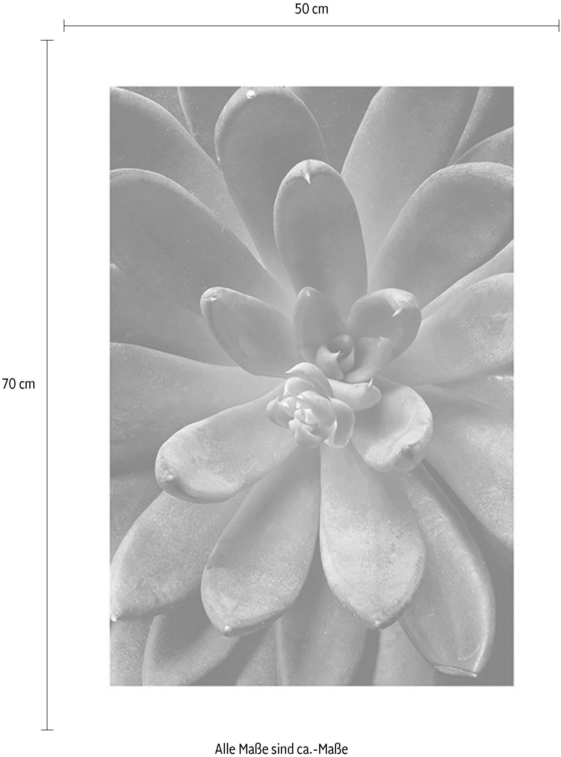 Komar Wanddecoratie Succulent single Wanddecoratie - zonder lijst (1 stuk)