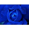 consalnet vliesbehang blauwe roos blauw