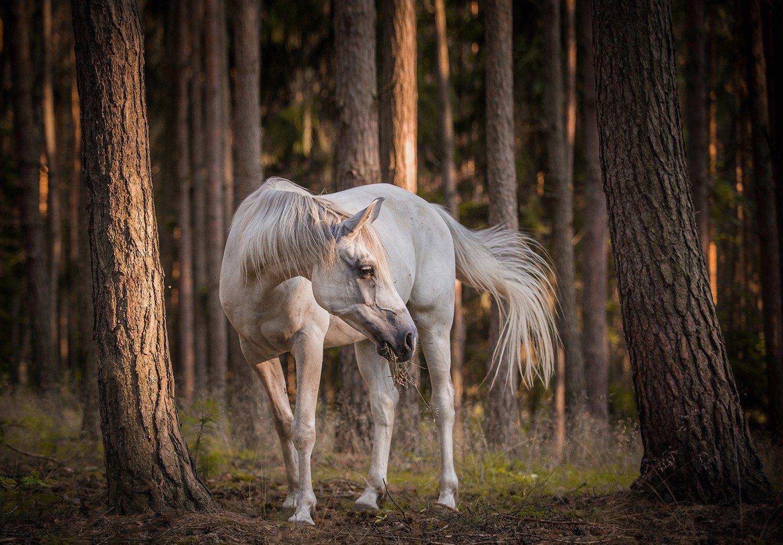 Consalnet Vliesbehang Paard in het bos