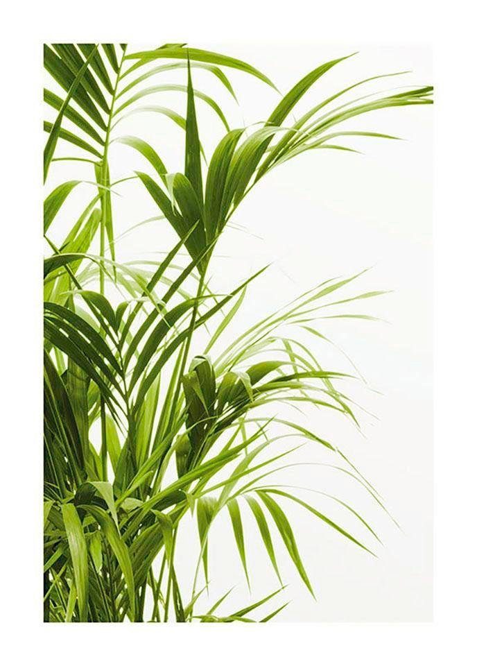 Komar Wanddecoratie Reed Leaves Wanddecoratie - zonder lijst (1 stuk)