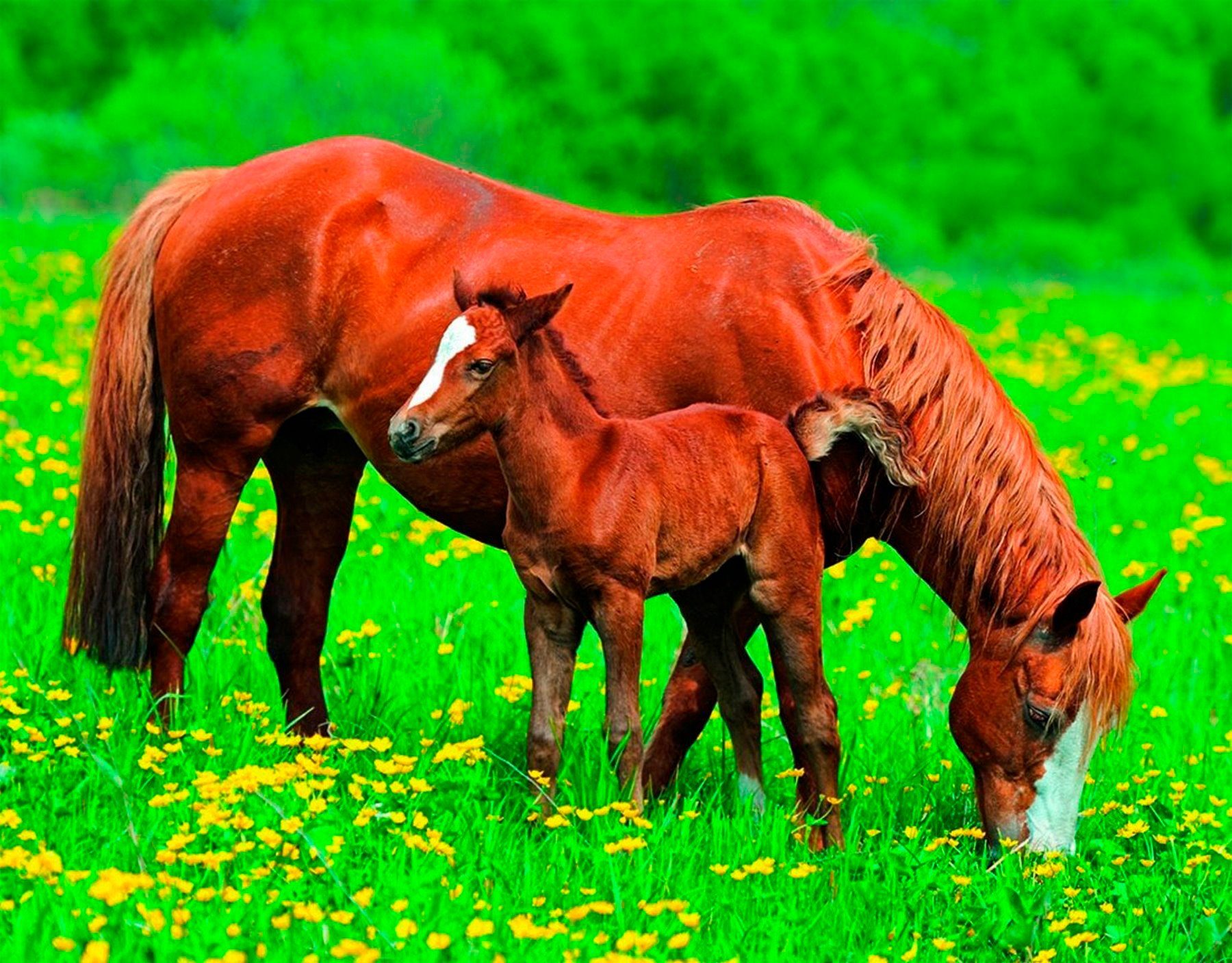 Papermoon Fotobehang Horses