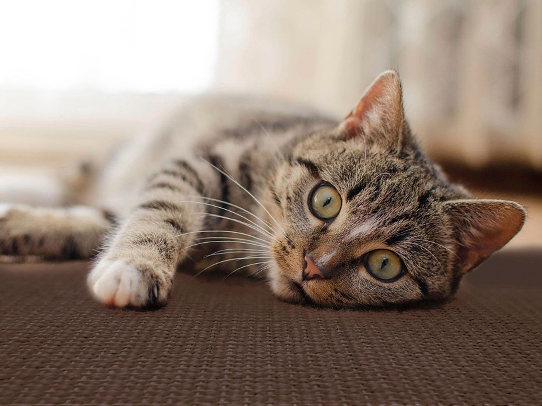 Primaflor-Ideen in Textil Krabplank Kattenkrabmat SISALLUX, gemaakt in Nederland Krabtapijt, sisal, in verschillende afmetingen, veelzijdig te gebruiken