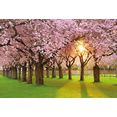 papermoon fotobehang cherry tree garden multicolor