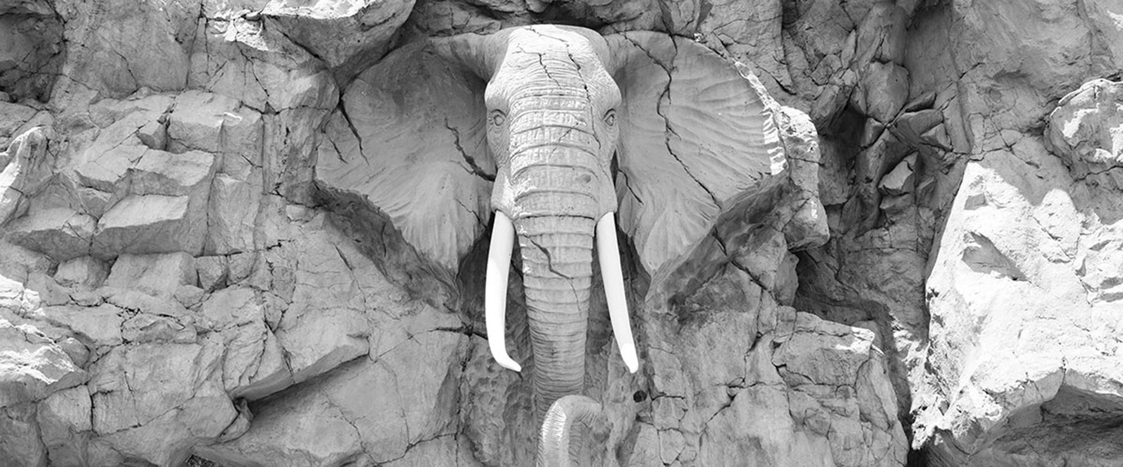 Consalnet Fotobehang Olifant in rots