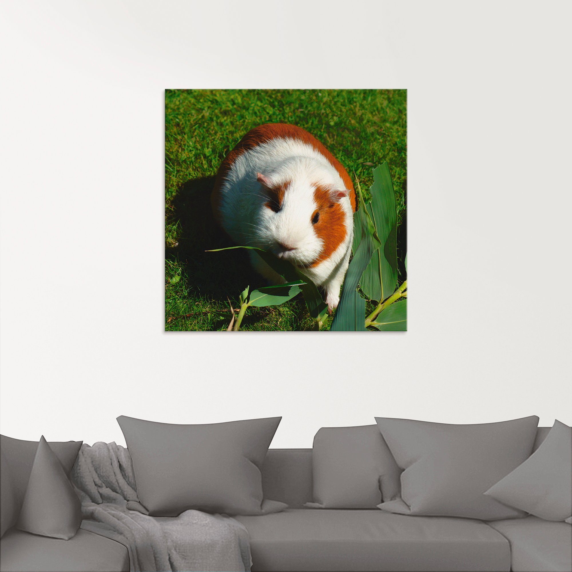 Artland Print op glas Oranje witte cavia in verschillende maten