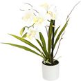 i.ge.a. kunstorchidee orchidee in een keramische pot beige