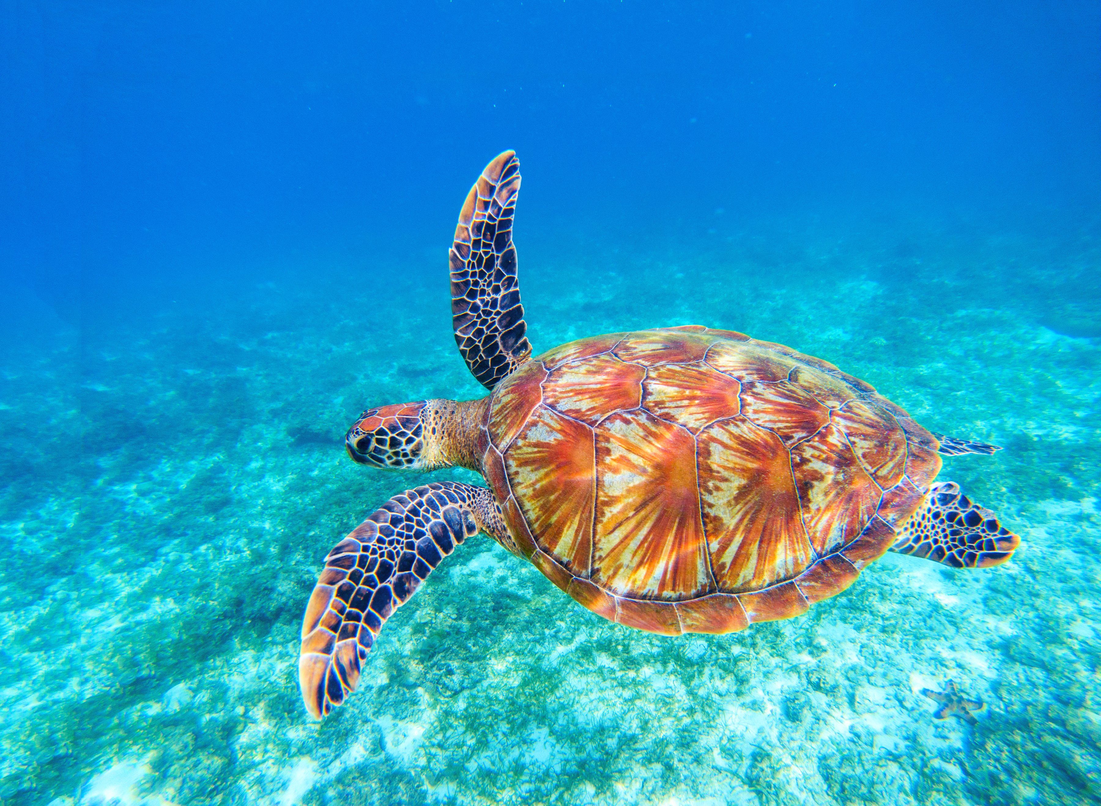 BMD fotobehang Big Green Sea Turtle