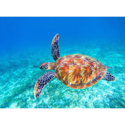 BMD fotobehang Big Green Sea Turtle
