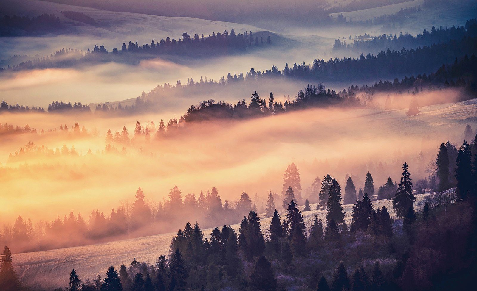 Consalnet Vliesbehang Boslandschap in mist