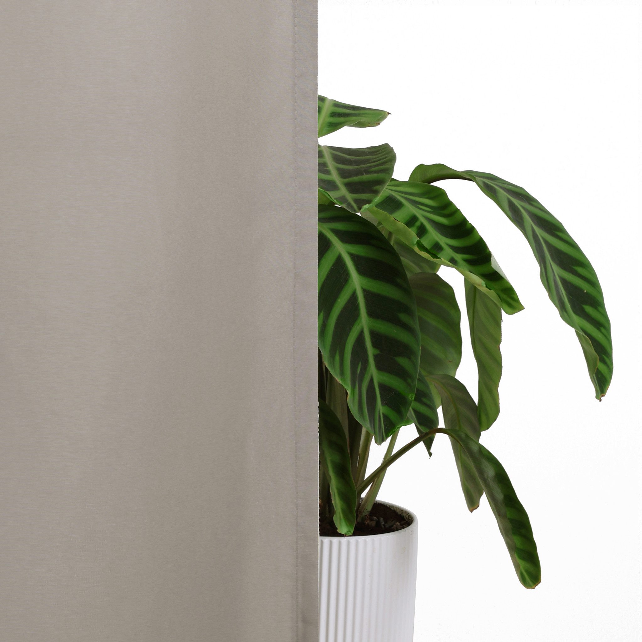 my home Gordijn Raja 2-pack, bestseller, effen, modern, onderhoudsvriendelijke microvezel (2 stuks)