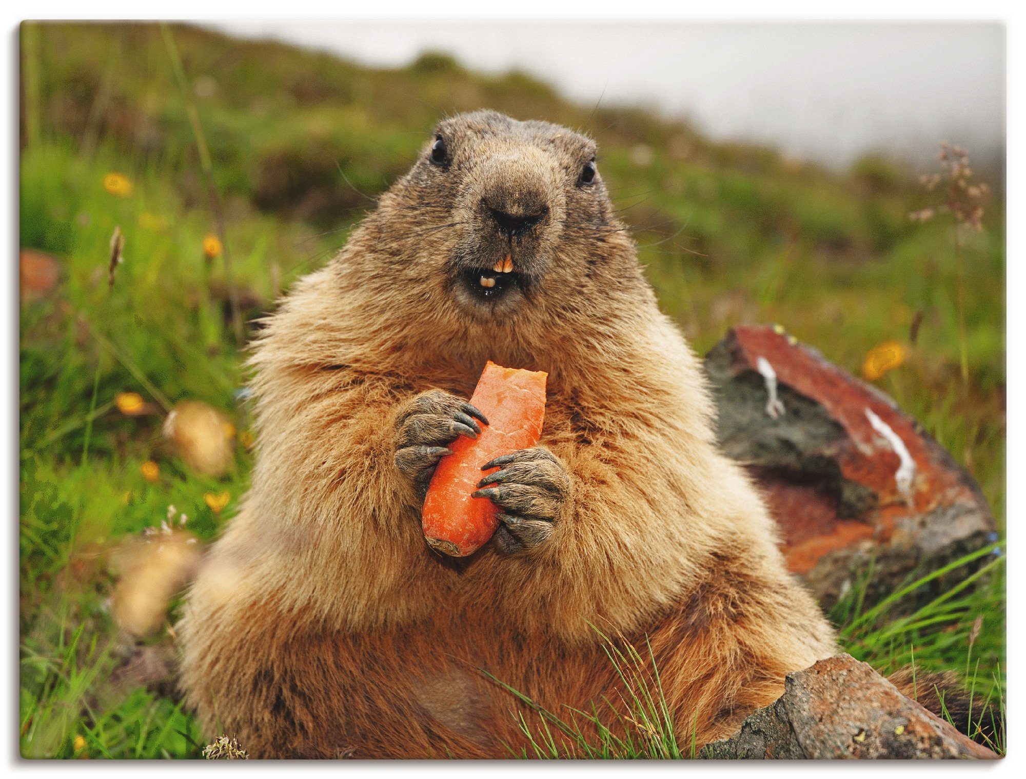 Artland Artprint Marmot