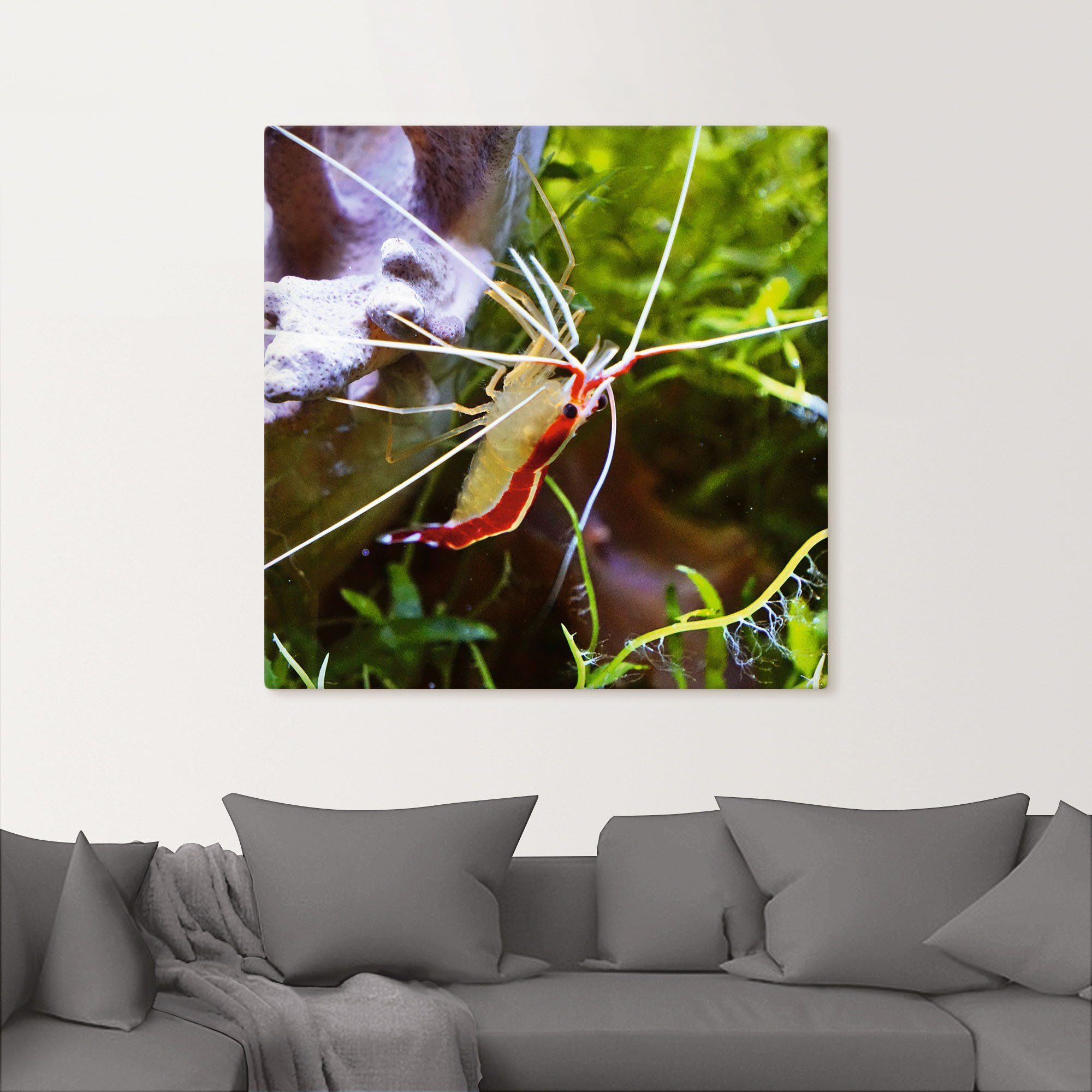 Artland Artprint Witbandpoetsgarnalen als artprint van aluminium, artprint op linnen, muursticker of poster in verschillende maten