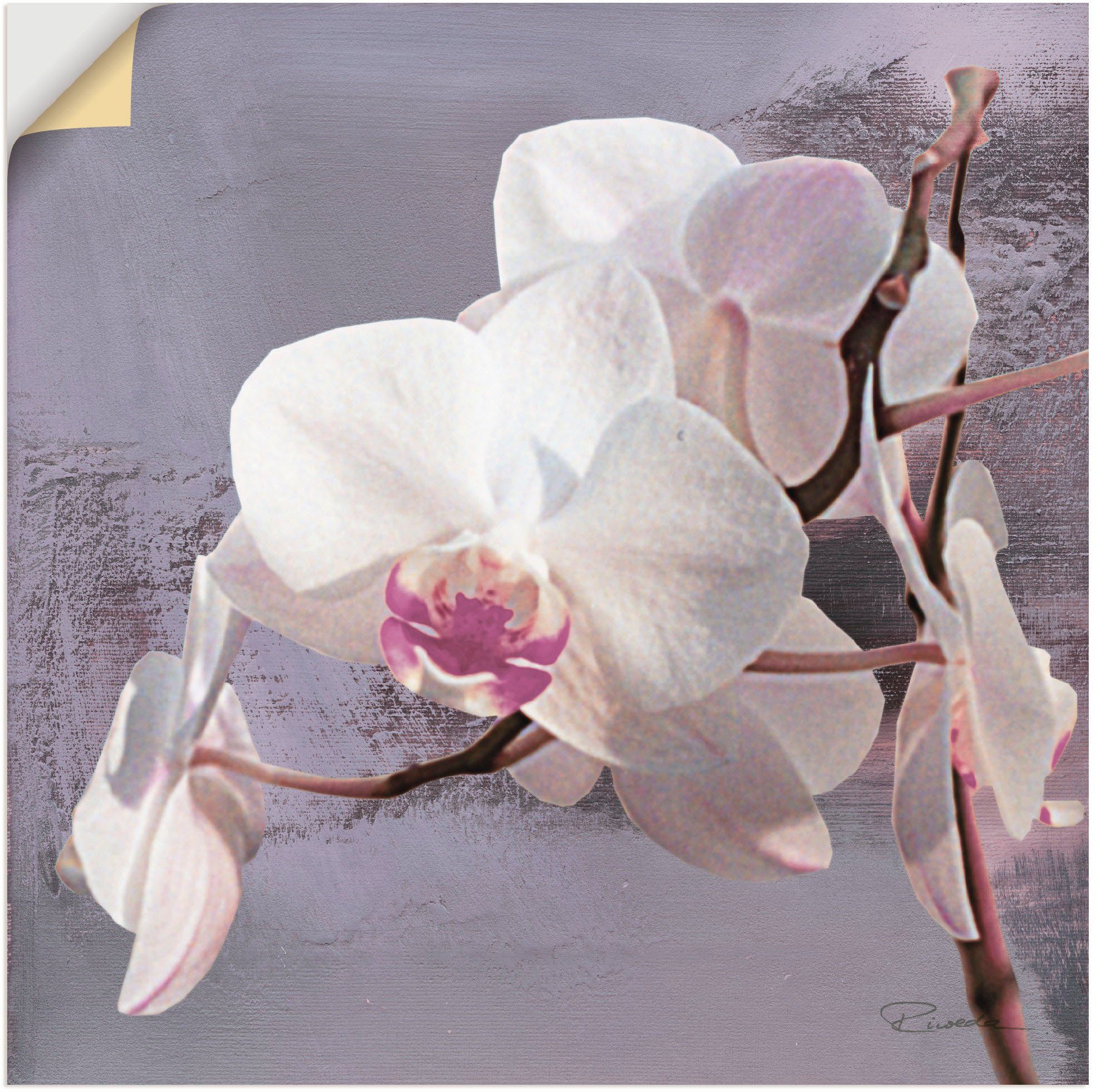 Artland Artprint Orchideeën voor violet I in vele afmetingen & productsoorten - artprint van aluminium / artprint voor buiten, artprint op linnen, poster, muursticker / wandfolie o