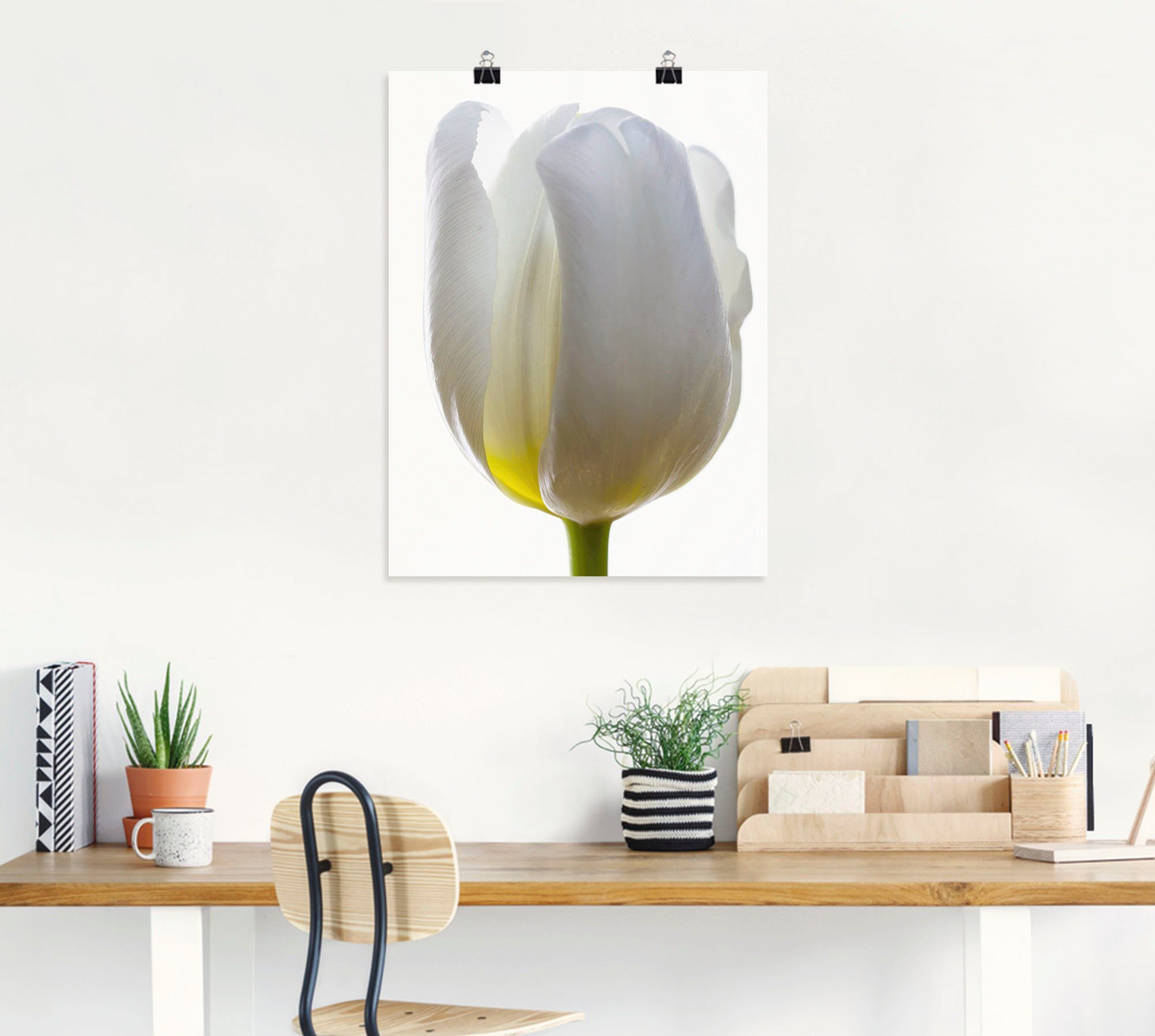 Artland Poster Witte tulp als artprint van aluminium, artprint op linnen, muursticker of poster in verschillende maten