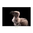 komar poster african white-backed vulture hoogte: 50 cm multicolor