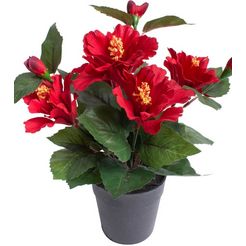 botanic-haus kunstbloem hibiscus in pot rood