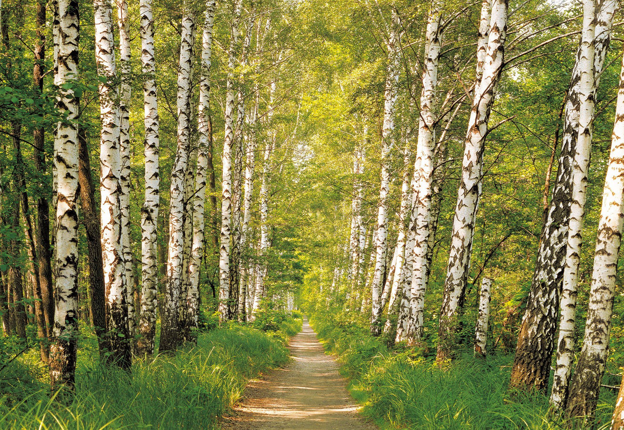 Fotobehang “Vakantie” Berkenbos