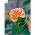 artland artprint orange rose in vele afmetingen  productsoorten - artprint van aluminium - artprint voor buiten, artprint op linnen, poster, muursticker - wandfolie ook geschikt voor de badkamer (1 stuk) oranje