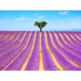 papermoon fotobehang lavender in provence multicolor