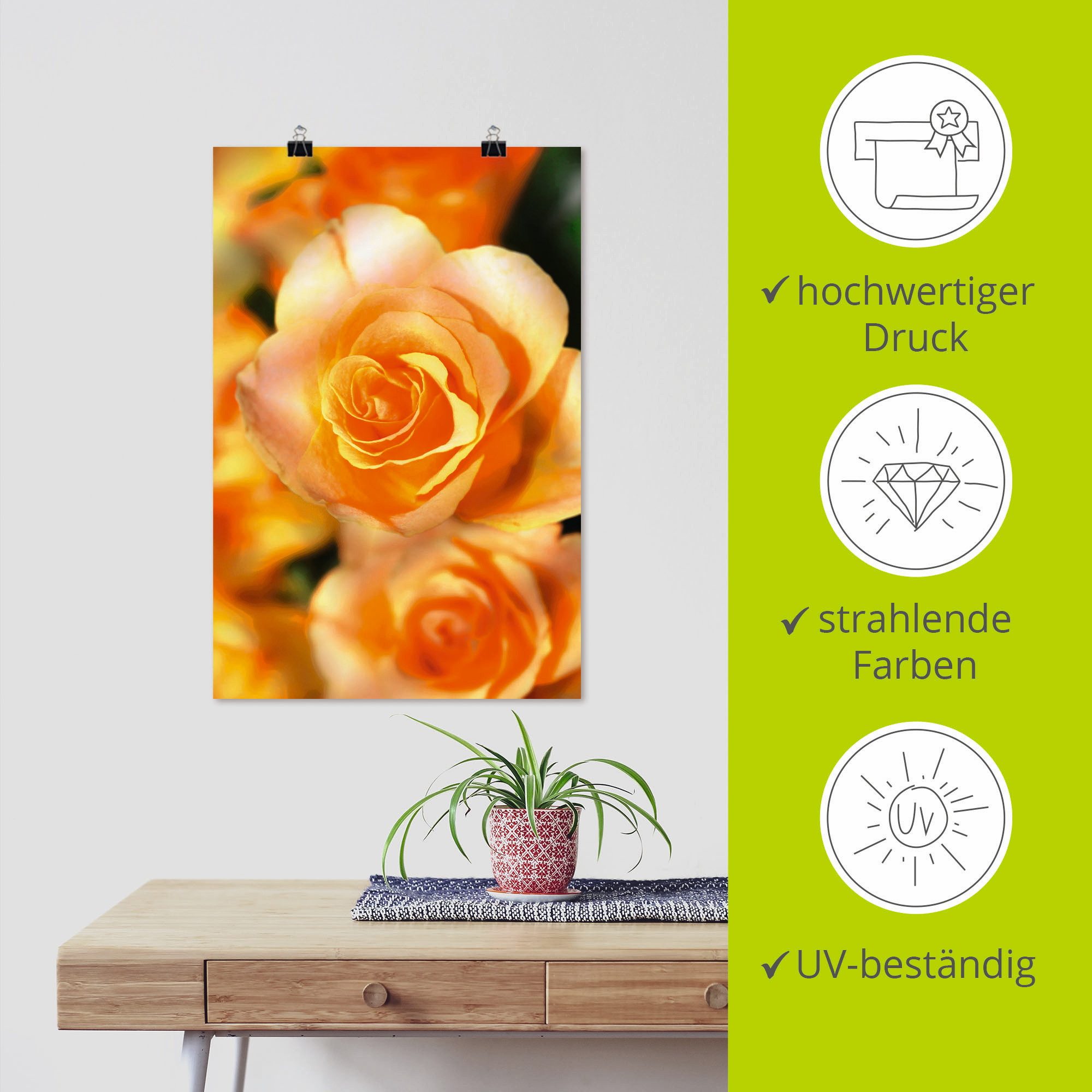 Artland Poster Stralende zomerrozen als artprint van aluminium, artprint op linnen, muursticker of poster in verschillende maten