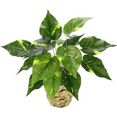 i.ge.a. kunstplant pothos plant in waterhyacint pot groen
