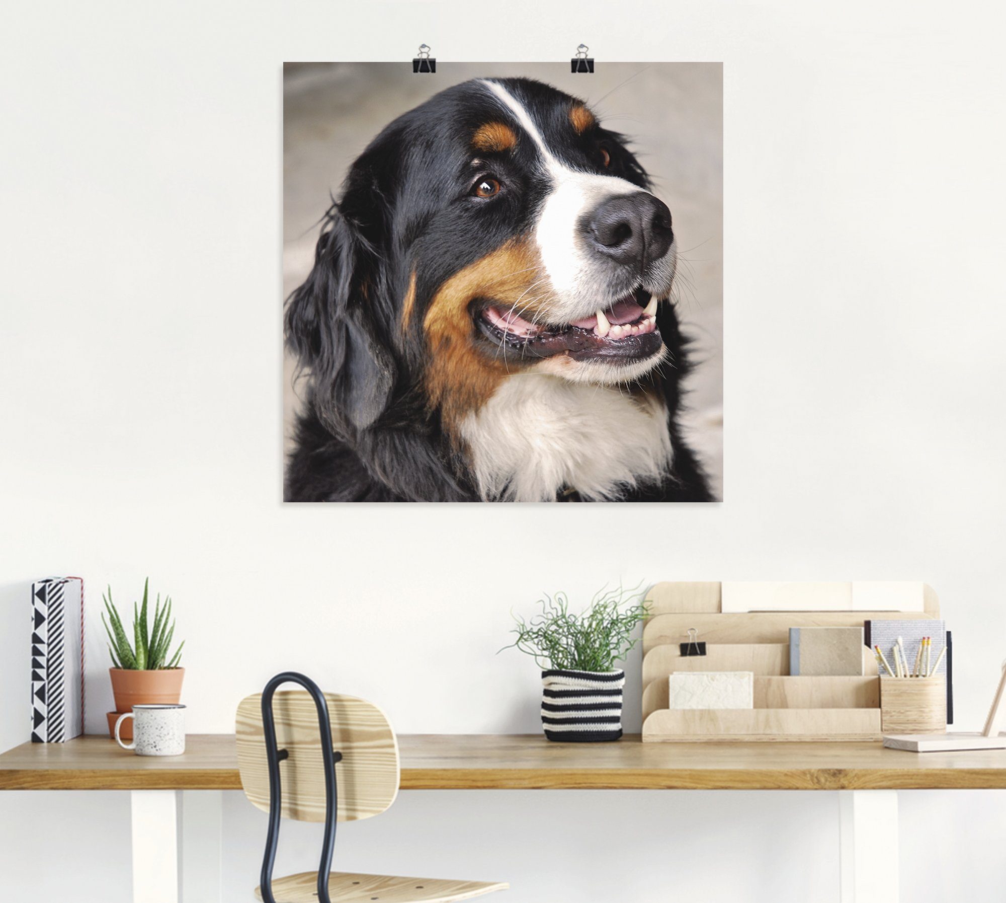 Artland Artprint Berner sennenhond als poster, muursticker in verschillende maten