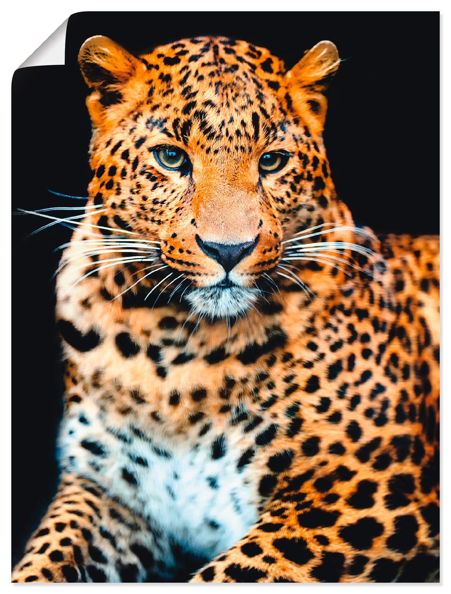 Artland Artprint Woedende wilde luipaard als artprint van aluminium, artprint voor buiten, artprint op linnen, poster, muursticker foto schilderijen