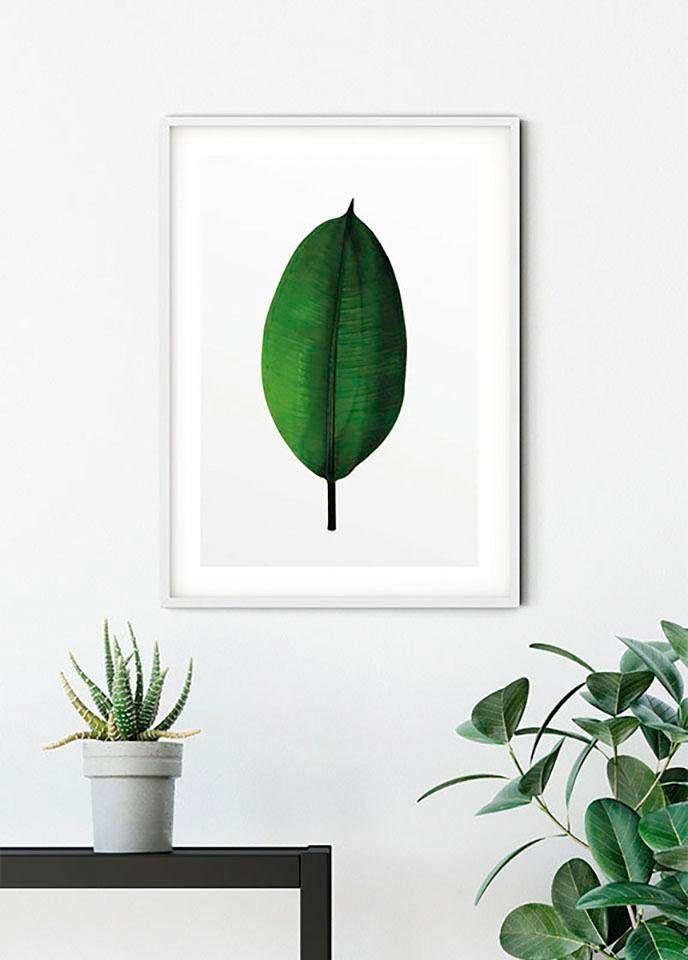 Komar Wanddecoratie Ficus Leaf Wanddecoratie - zonder lijst (1 stuk)