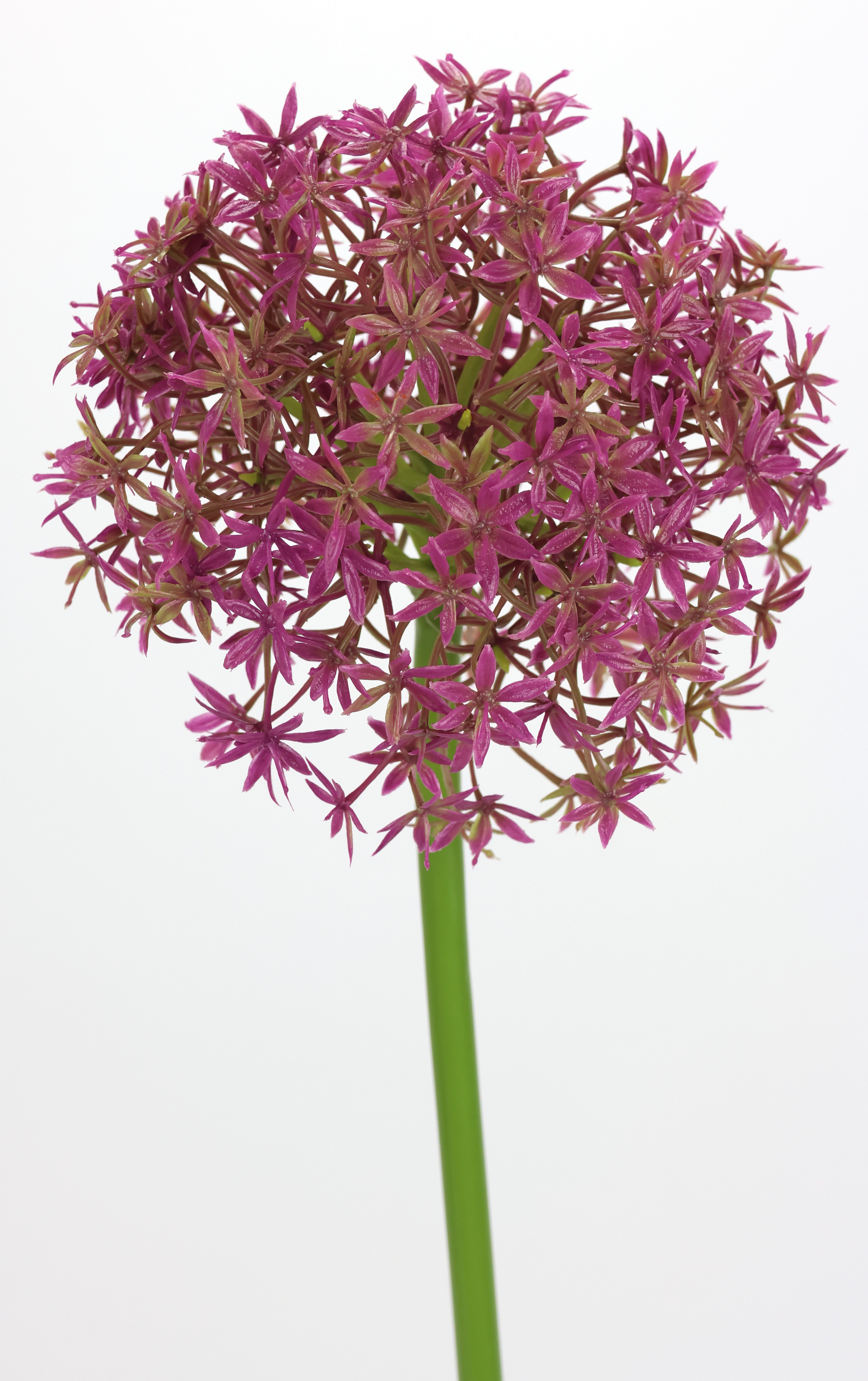 I.GE.A. Kunstbloem Allium sierlook Stelenbloem kunstbloemen(2 stuks)