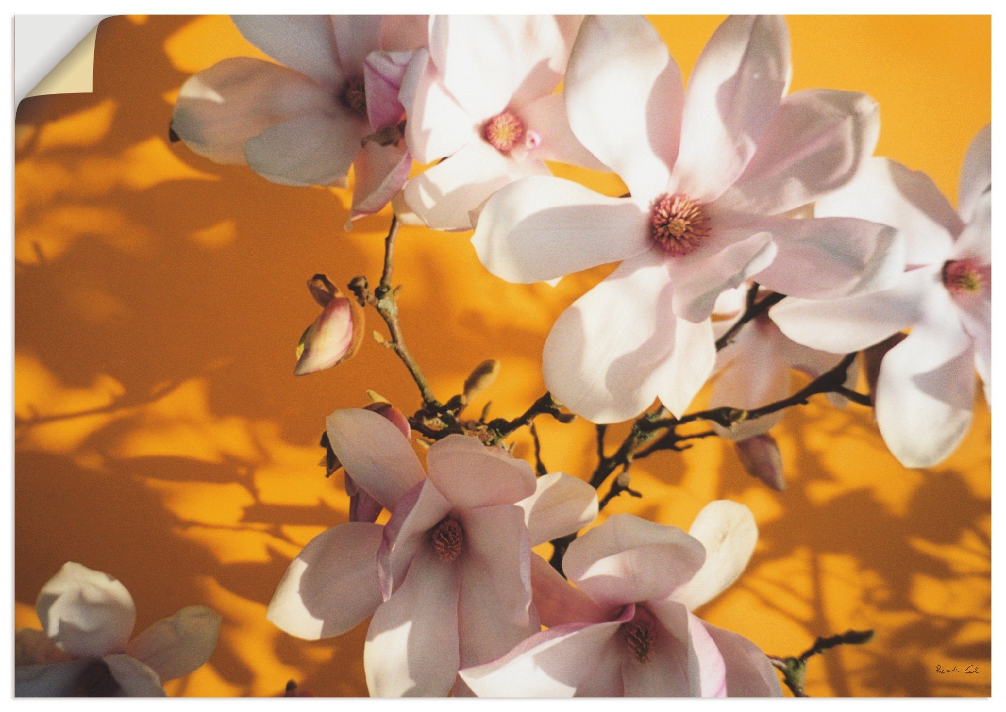 Artland Artprint Fotocollage magnolia in vele afmetingen & productsoorten - artprint van aluminium / artprint voor buiten, artprint op linnen, poster, muursticker / wandfolie ook g