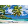 papermoon fotobehang seychelles palm beach blauw