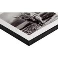 reinders! artprint slim frame black 50x50 highland cow zwart