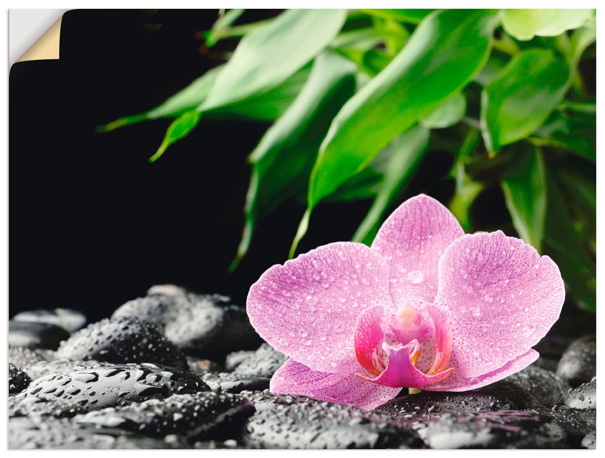 Artland Artprint Roze orchidee op zwarte zen stenen in vele afmetingen & productsoorten - artprint van aluminium / artprint voor buiten, artprint op linnen, poster, muursticker / w