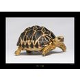komar poster burmese star tortoise hoogte: 50 cm multicolor