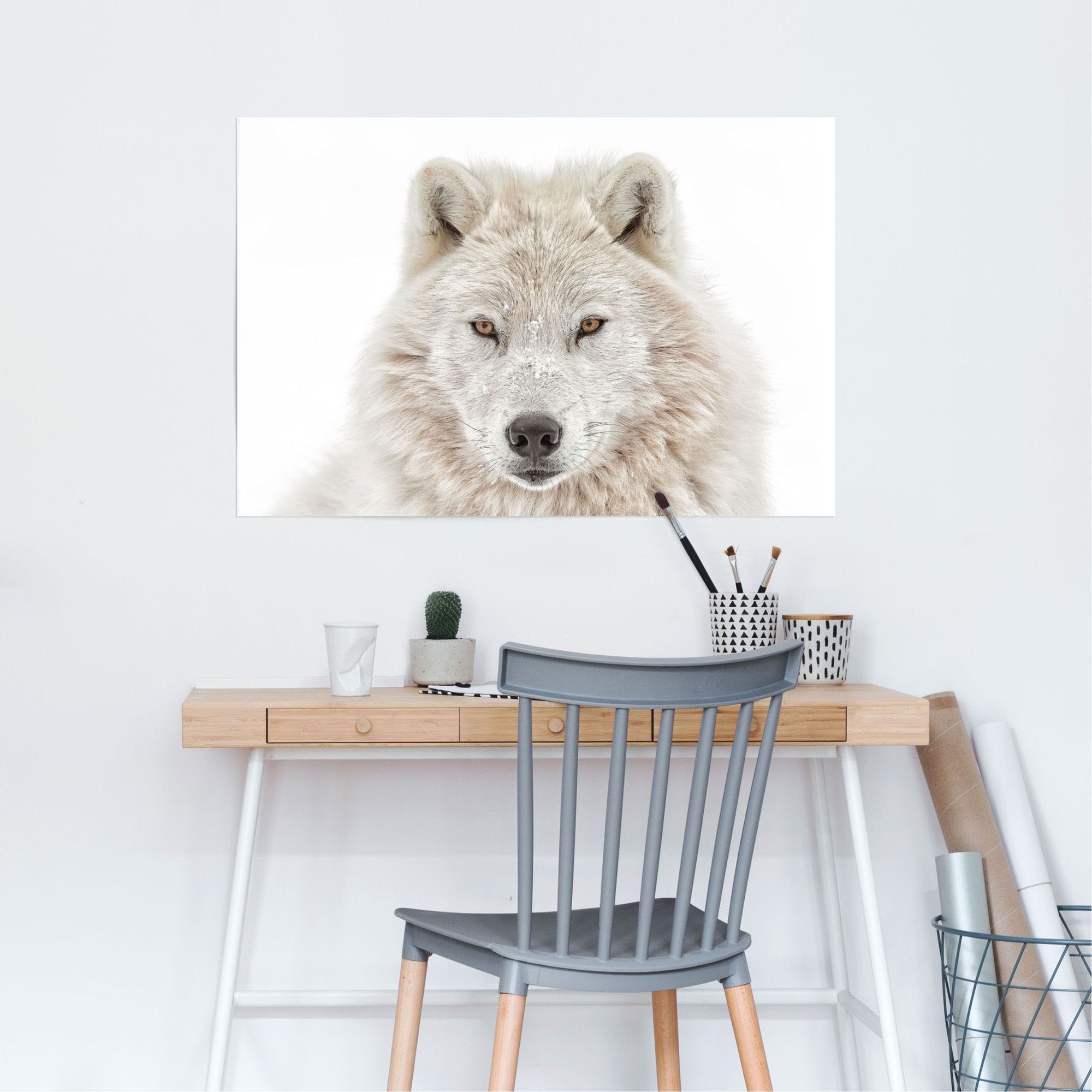 Reinders! Poster Witte wolf