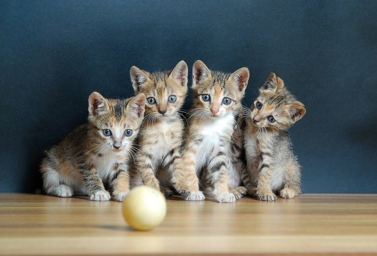 Papermoon Fotobehang Süße katzen