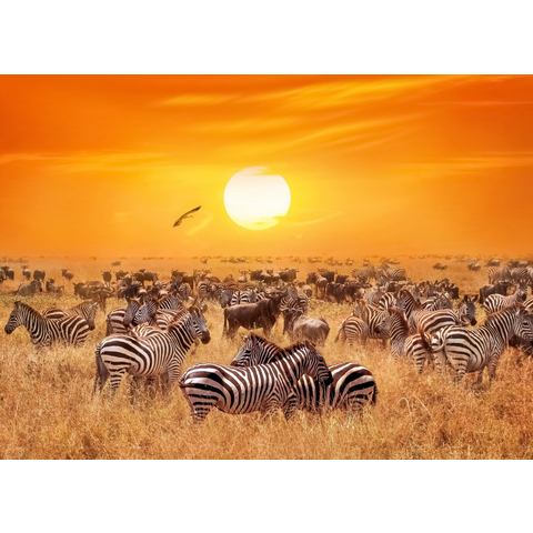 BMD fotobehang African Antelopes and Zebras