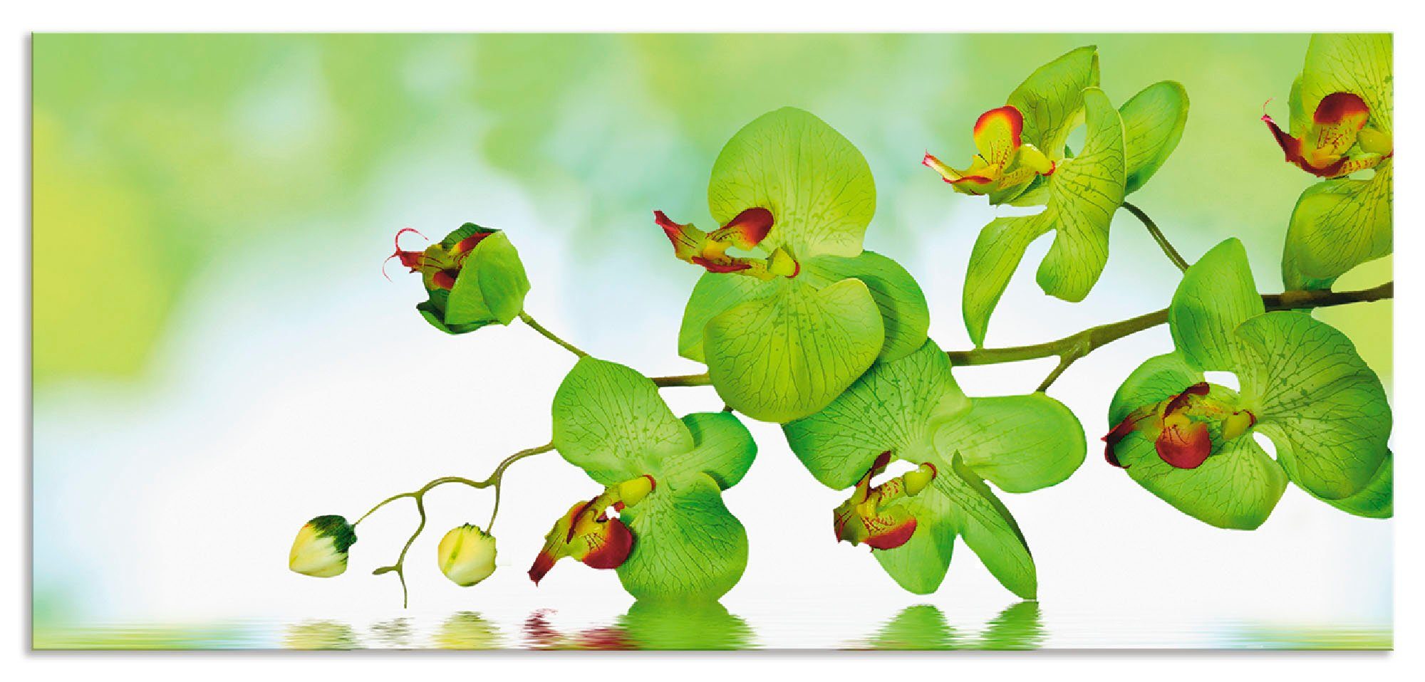 Artland Keukenwand Mooie orchidee met groene achtergrond zelfklevend in vele maten - spatscherm keuken achter kookplaat en spoelbak als wandbescherming tegen vet, water en vuil - a