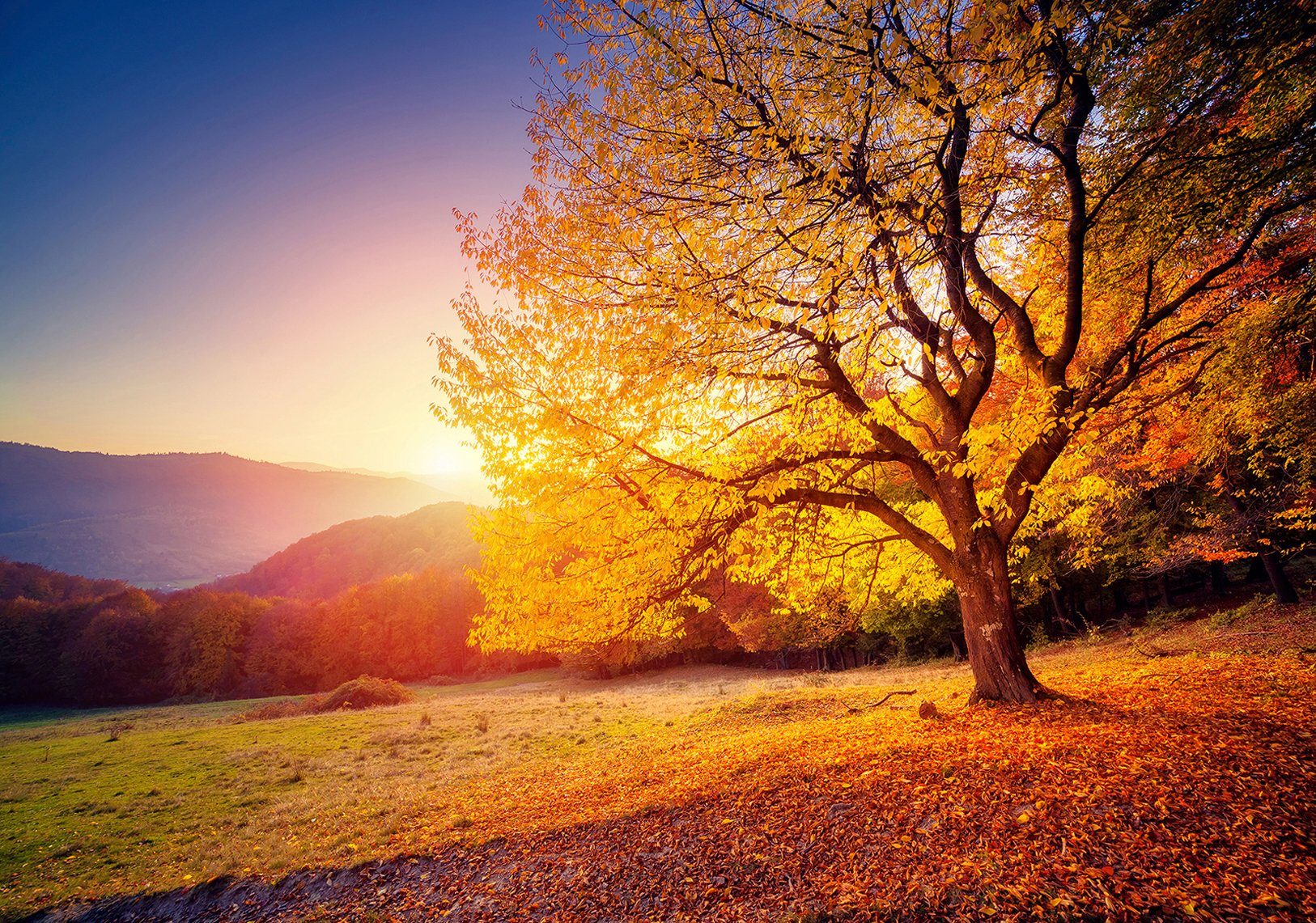 Consalnet Vliesbehang Herfst in verschillende maten